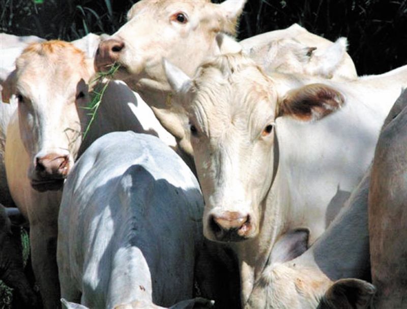 Panorama-Bois-ESALQ USP