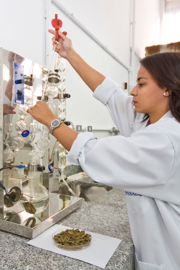 Pesquisa Propolis Verde-Roberto Amaral-USP-ESALQ