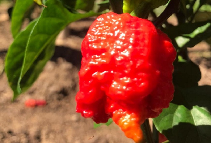 Pimenta_Carolina Reaper