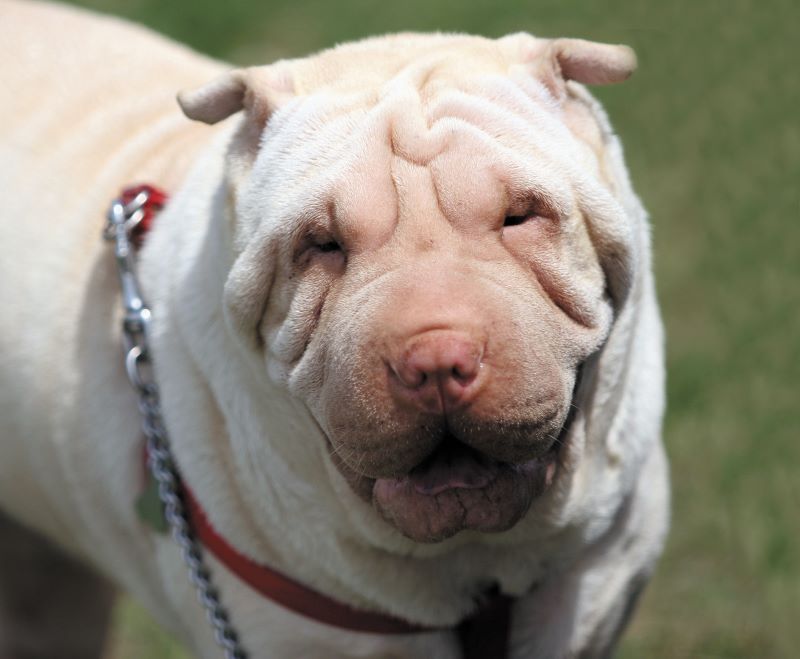 Shar-Pei – Divulgacao