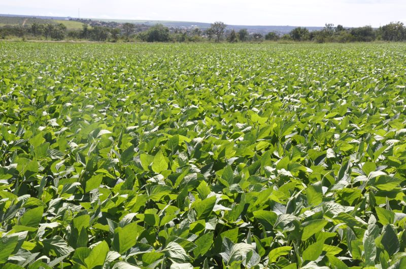 Soja superprecoce Cerrado-Clarissa Lima Paes-Embrapa Cerrados