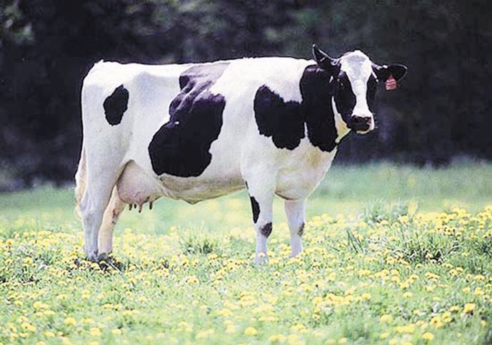 holstein