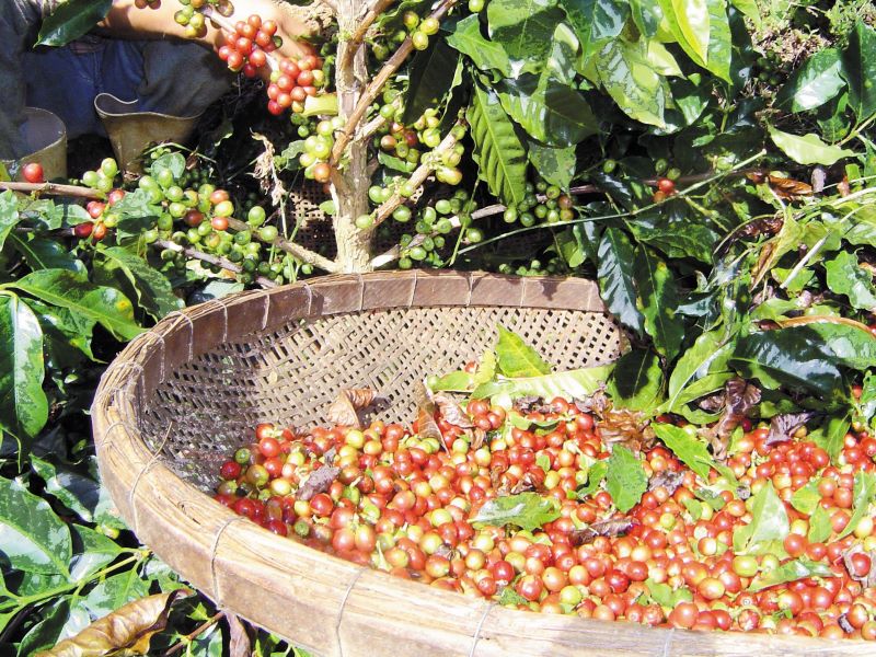 1-Colheita-Embrapa Cafe-FEV 2011