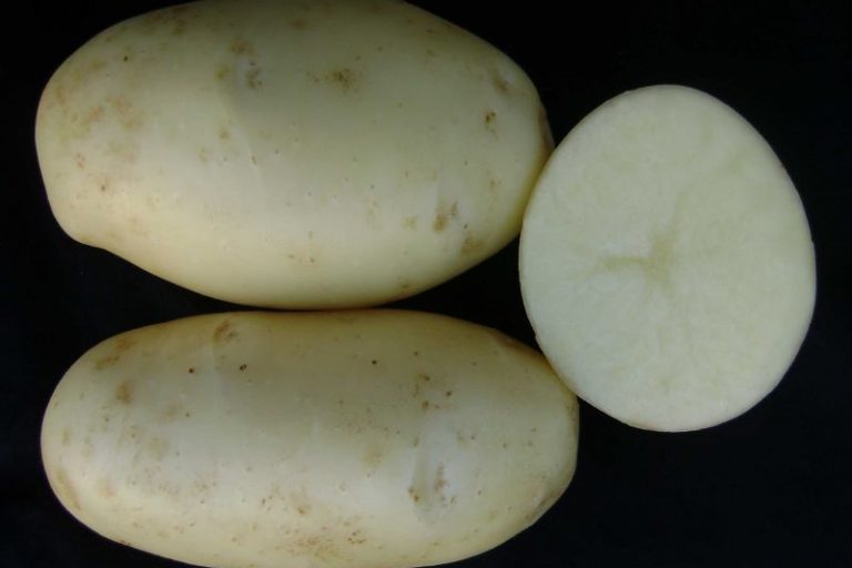 2-det-BRS Clara-Arione Pereira-Embrapa Hortalicas-