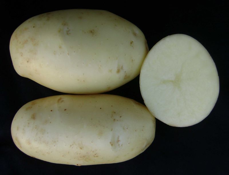 2-det-BRS Clara-Arione Pereira-Embrapa Hortalicas-