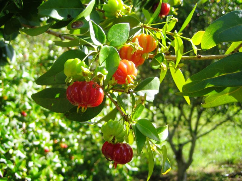 6-Pitanga-Marcia Vizzotto-Embrapa Clima Temp-PAN-FEV2011