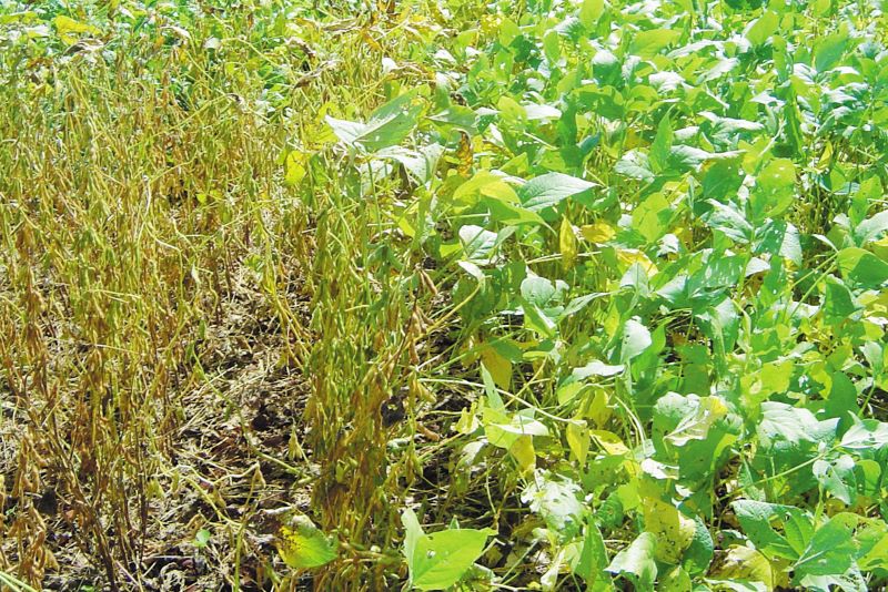 7-Cultivar BRS 7560-Resistente Ferrugem-Embrapa Cerrados