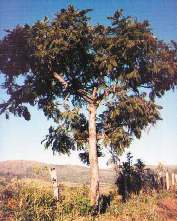 8-Stryphnodendron barbatiman