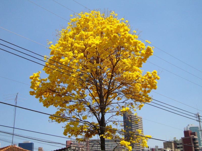 Abertura-Arborizacao