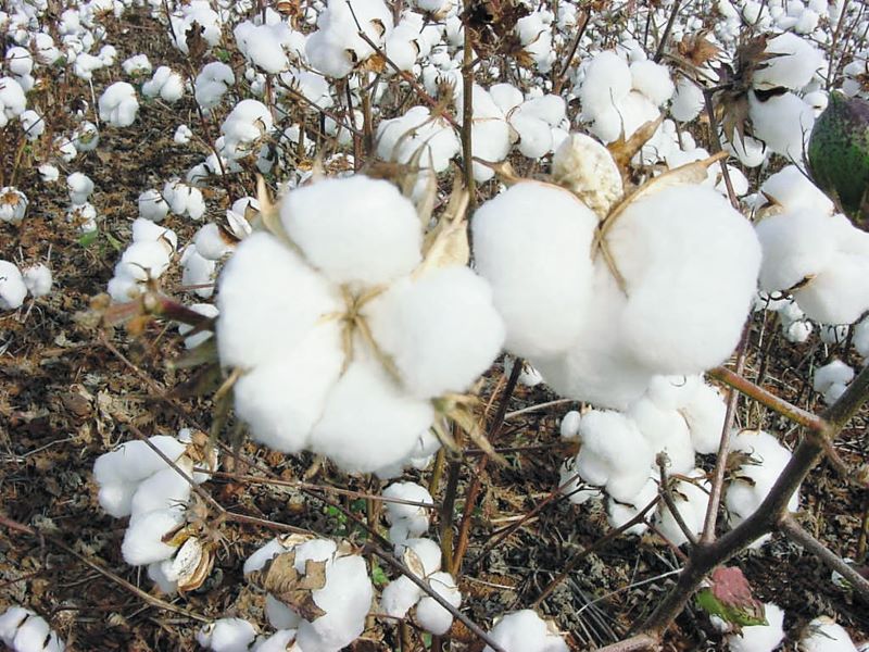Algodao Branco-Embrapa