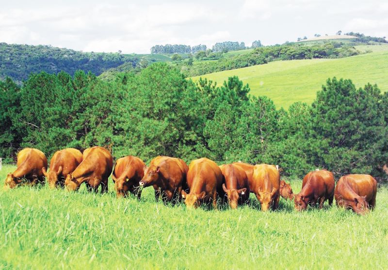 Angus – Texto Assessoria