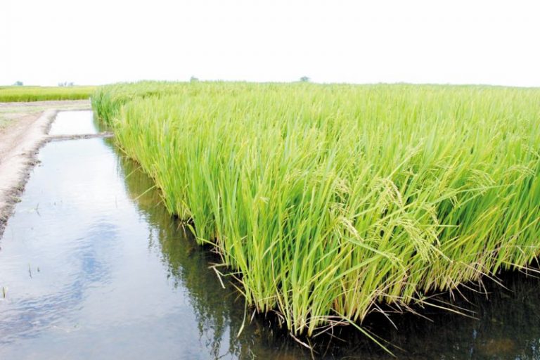 BRS Sinuelo-Embrapa-Paulo Lanzetta