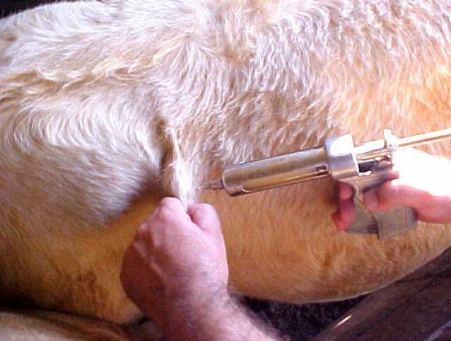 Box-aplicacao vermifugacao