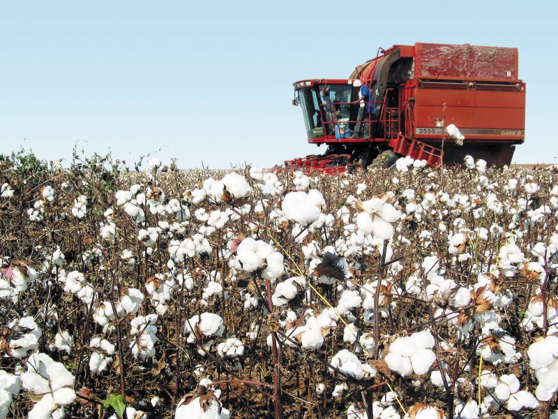 Colheita de algodao-Minist da Agricultura