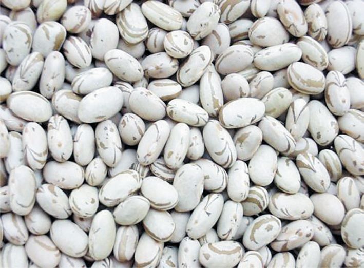 Feijao-Biotecnologia