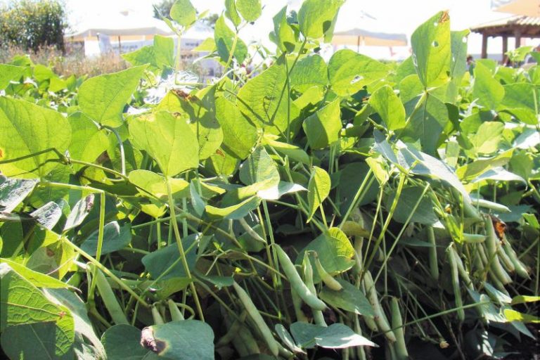 Feijao IAC Formoso-Panorama