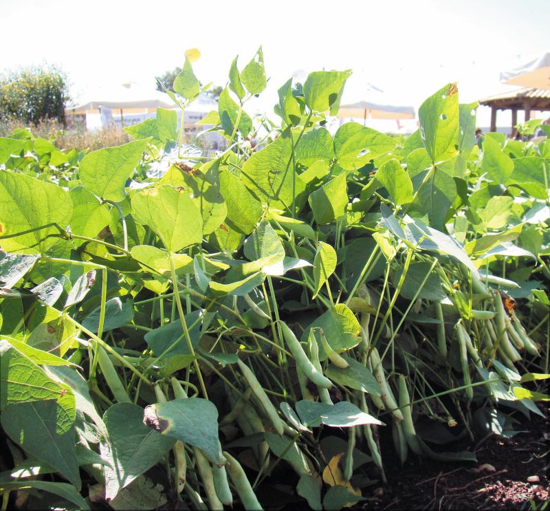 Feijao IAC Formoso-Panorama