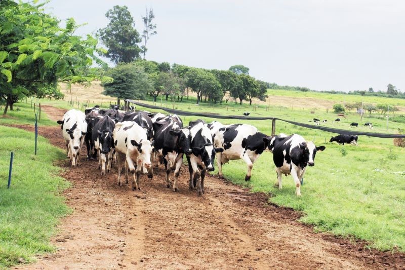 Foto Abertura-Embrapa Pecuaria Sudeste