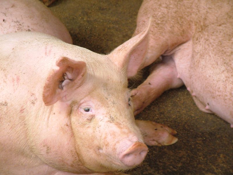 Foto Abertura-Embrapa Suinos e Aves