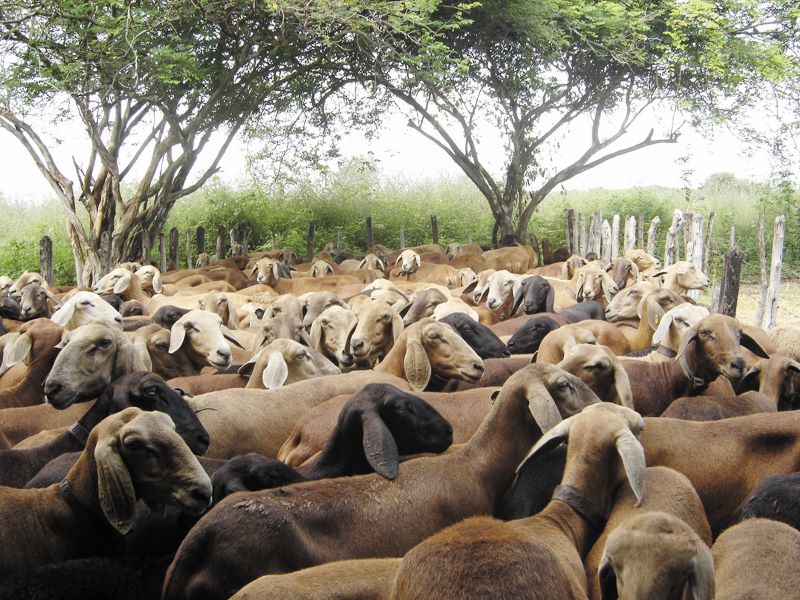Foto – Embrapa Meio-Norte