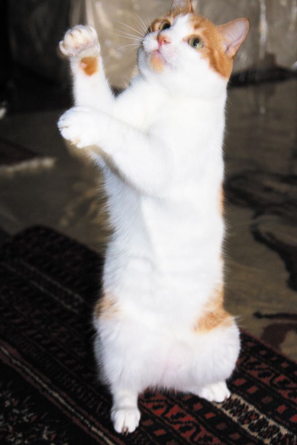 Gato-Foto Sylvia Wachsner