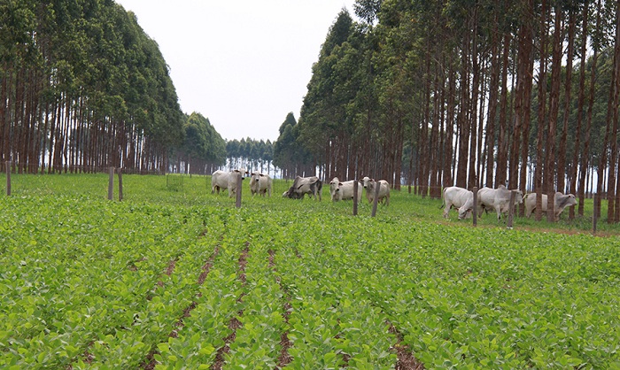 IMG_006_ILPF_editado