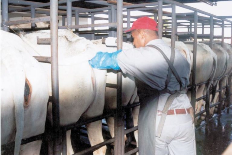 Inseminacao artificial em bovino- Texto Asses Comunic