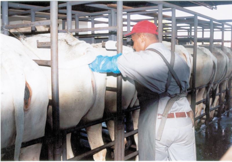 Inseminacao artificial em bovino- Texto Asses Comunic