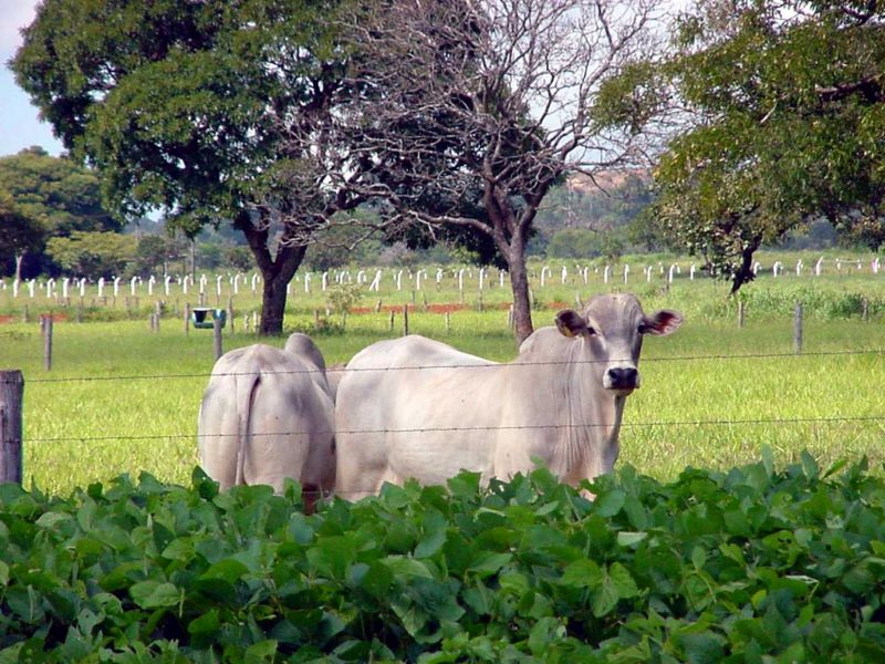Integracao Lavoura Pecuaria