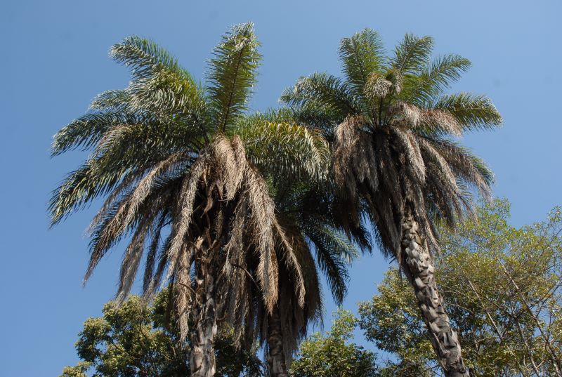 Macauba-Foca Lisboa UFMG