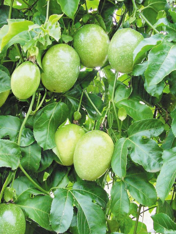 Maracuja Gigante Amarelo-Embrapa Cerrados