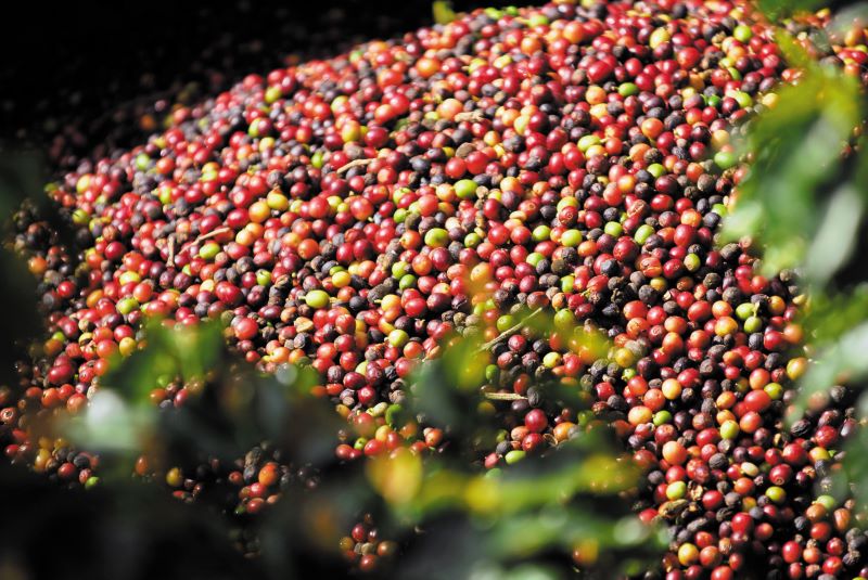 Norma Qualidade Cafe-MAPA