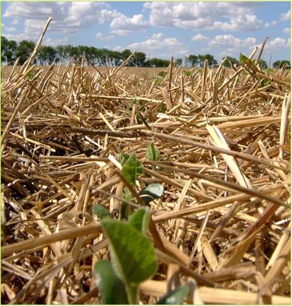 Plantas semeadas pelo Sist Plantio Direto no cerrado-Foto Nilton Pires-Embrapa Agropec Oeste
