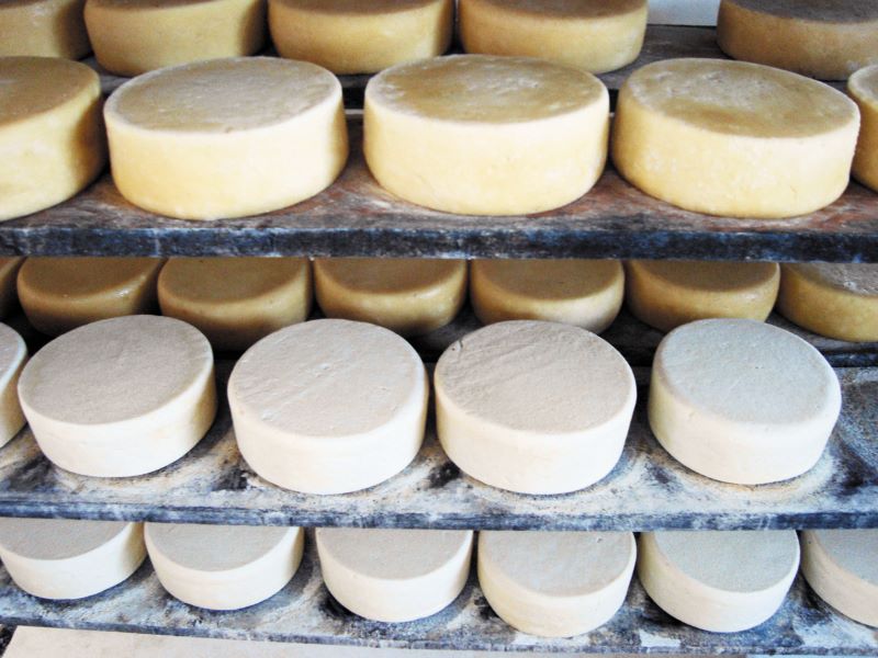 Queijos artesanais sao produzidos a partir do leite cru