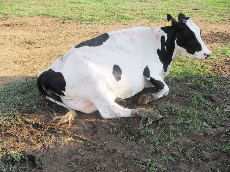 Vaca com problemas respiratorios