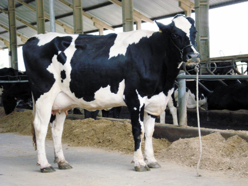 Vaca leiteira-Ourofino Agronegocio