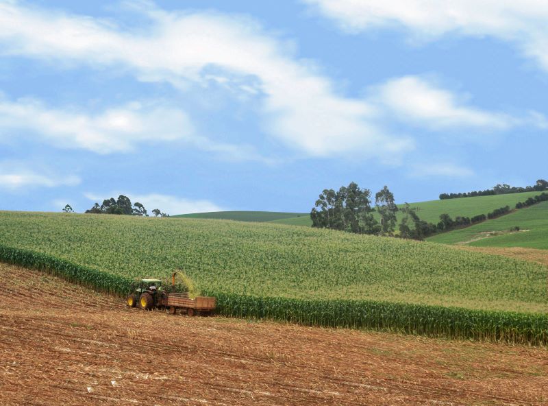 colheita de milho em Erechim_RS1