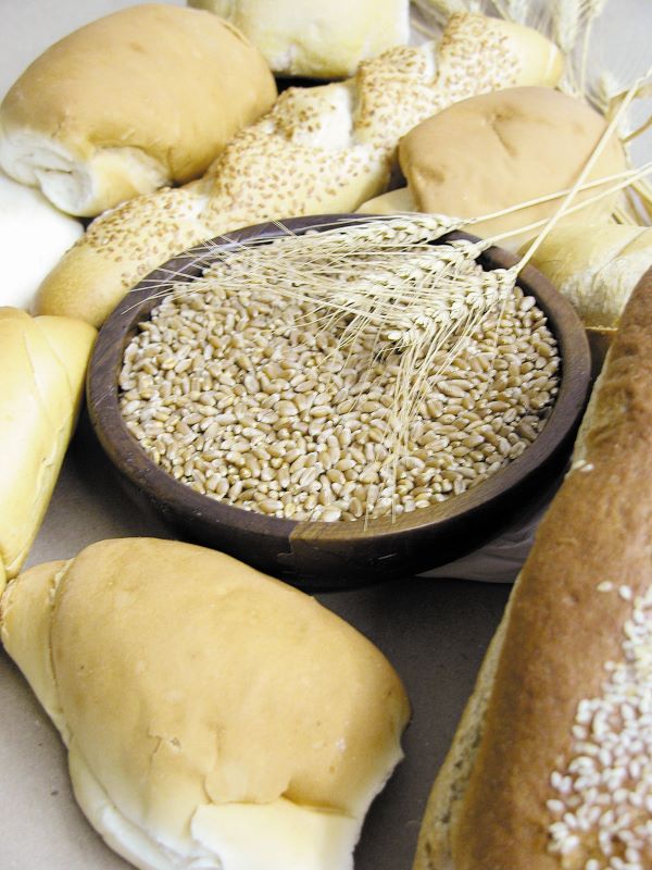 paoindustrialegraos-paulo Kurtz