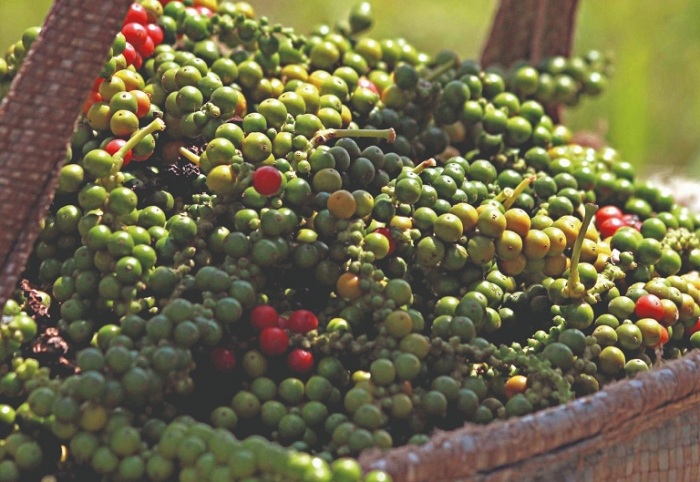 pimenta_do_reino_embrapa