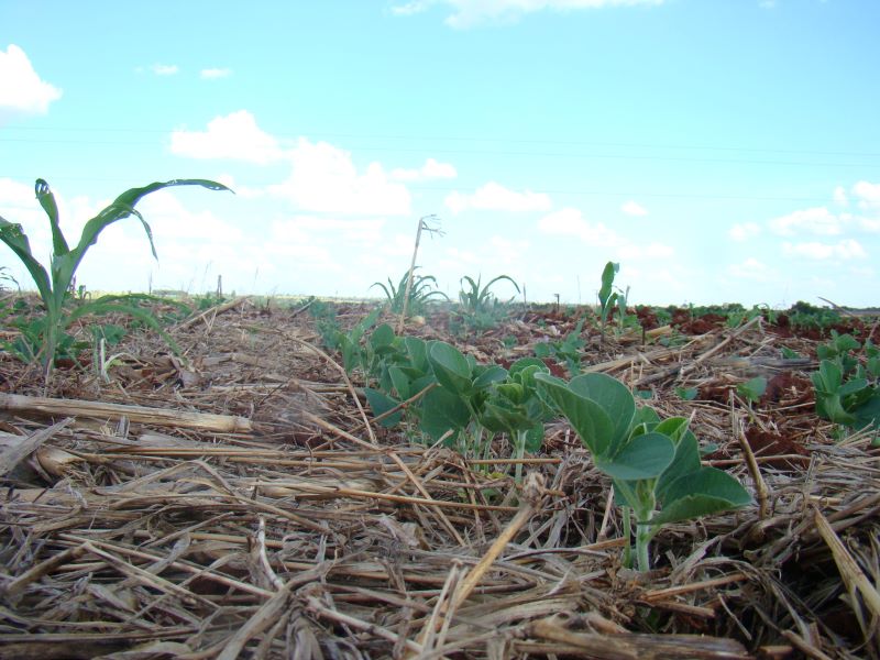 vista baixa da cultura – Nilton Pires