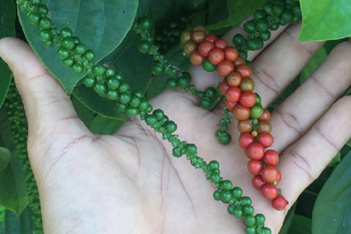 1 – Pimenta do reino 5