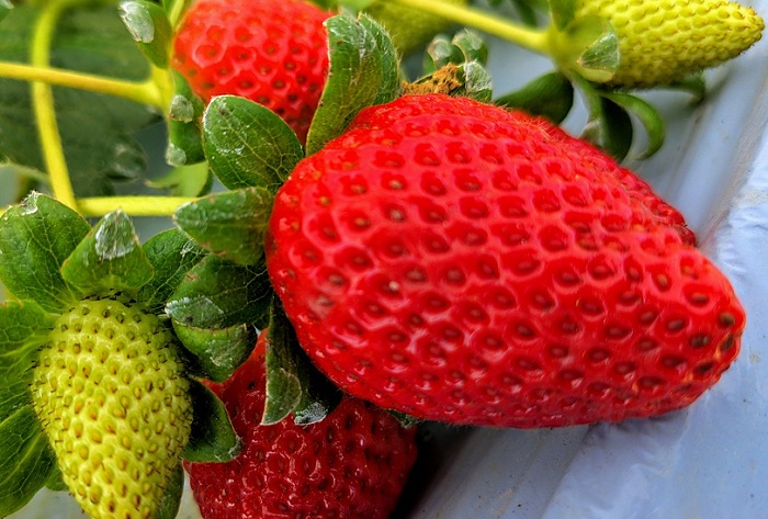 2 – 2 – Morango organico-Florestal_editado