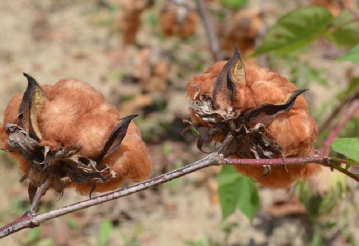 2 – Algodao colorido BRS Rubi – Foto Edna Maria Cosme Santos