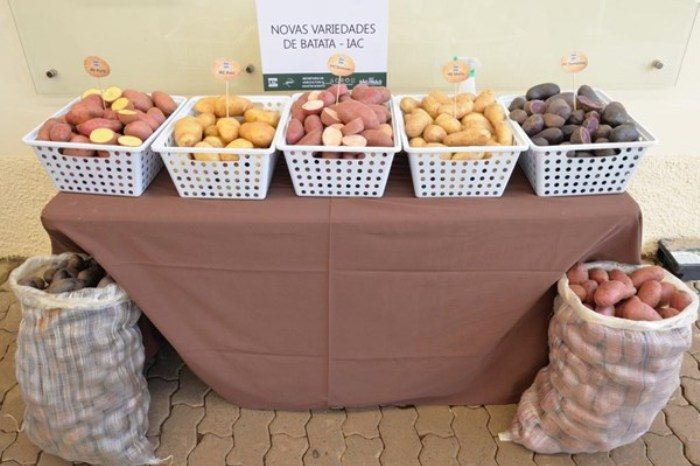 2 – IMG_001_as novas variedades de batatas do IAC_coloridas e convencionais