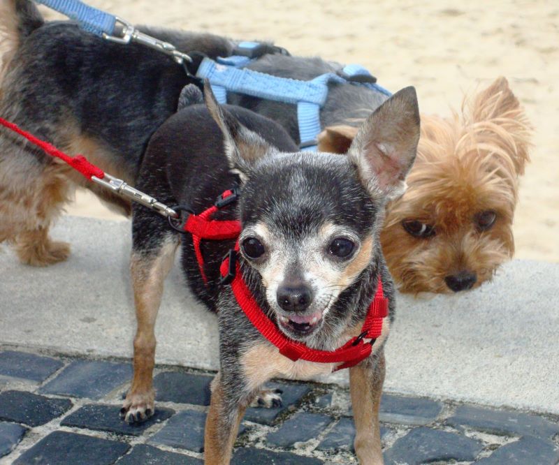 Animais de Estimacao-Foto Cristina Baran