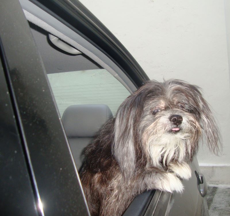 Animais de estimacao-Foto Cristina Baran