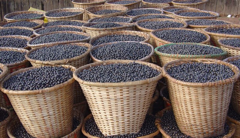 Aumenta procura por frutas exoticas, como o acai