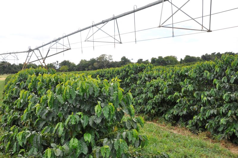 Box 1-Cafe irrigado-Clarissa Lima