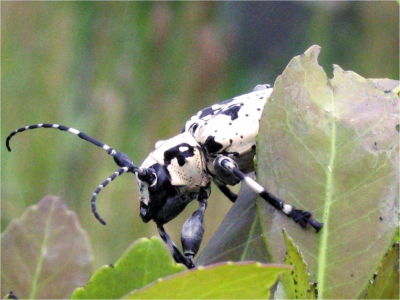 Detalhe foto abertura