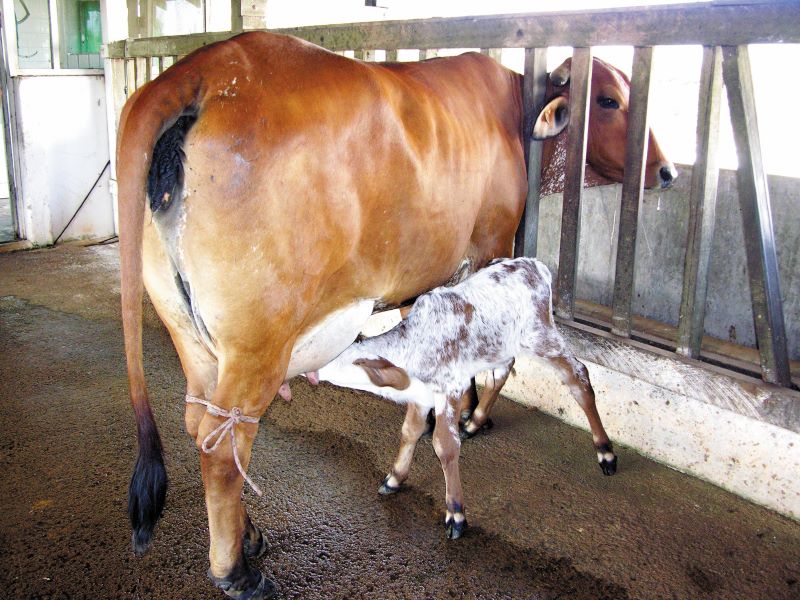 Foto Abertura-Embrapa Rondonia
